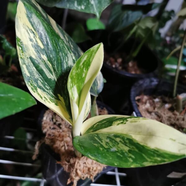 Monstera Standleyana Variegated