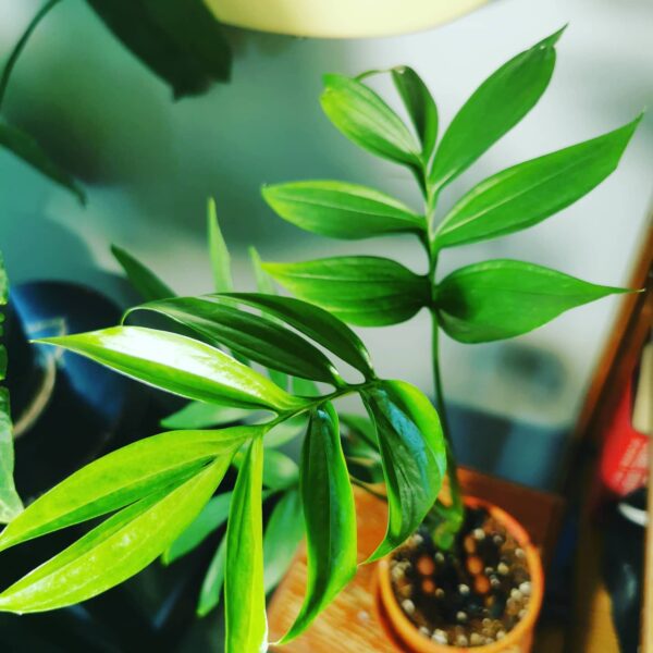 Monstera Subpinnata