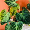 Philodendron Verrucosum Mini