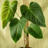 Philodendron Albovirescent