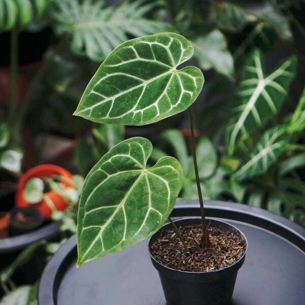 Anthurium Crystalinum